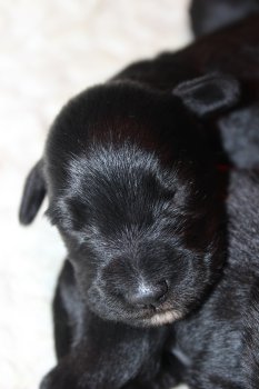 bébé mini schnauzer