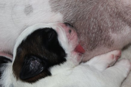 bébé saint-bernard